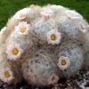 Mammillaria_plumosa_1